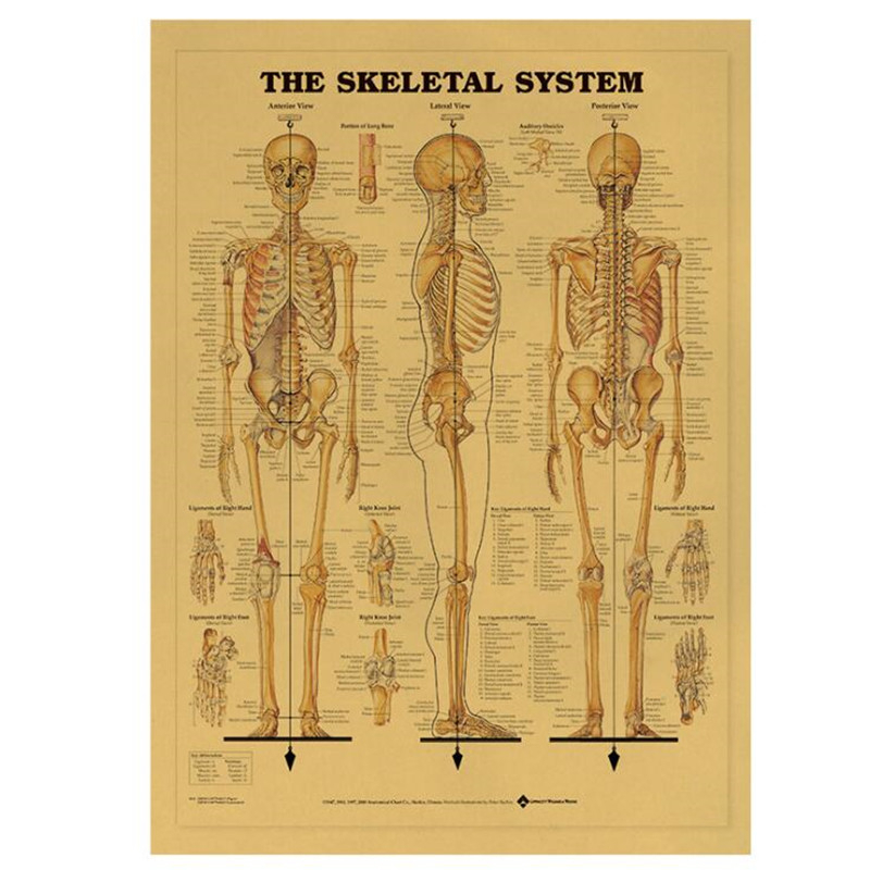 Vintage The Skeletal System Me - Home Decor Indonesia ulasan dan harga